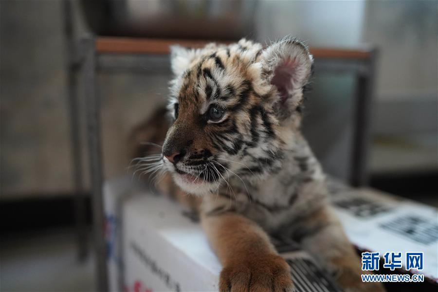 南昌動(dòng)物園のかわいい赤ちゃん動(dòng)物たち　江西省