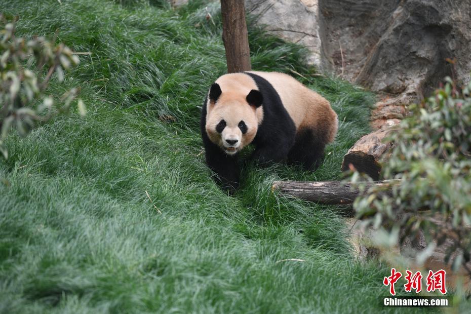 雲(yún)南野生動物園パンダ館、改造後の一般公開を再開　雲(yún)南省