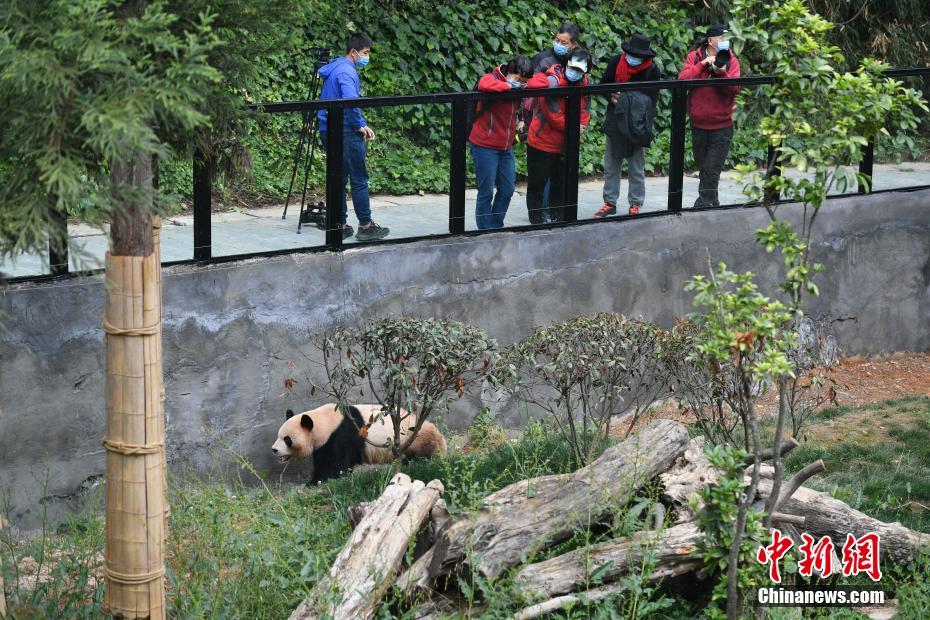 雲(yún)南野生動(dòng)物園パンダ館、改造後の一般公開(kāi)を再開(kāi)　雲(yún)南省
