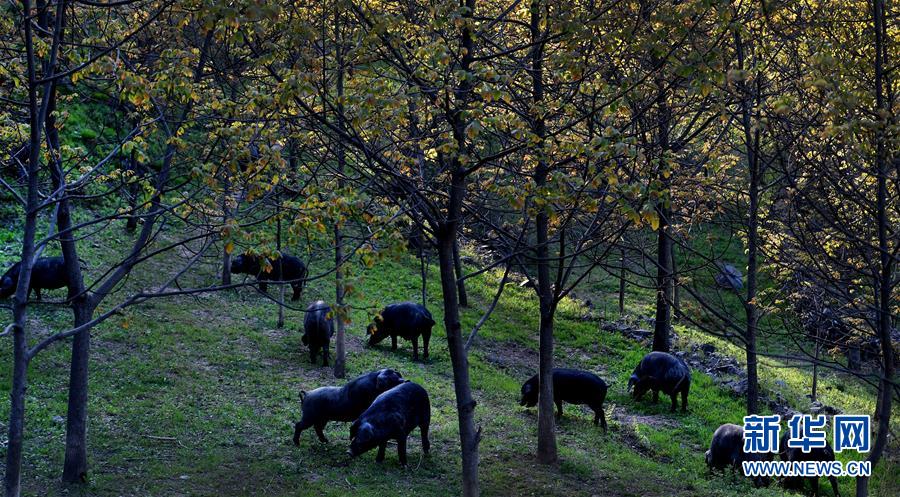 秦嶺の山奧で養(yǎng)豚に従事する1990年代生まれの女性　陝西省