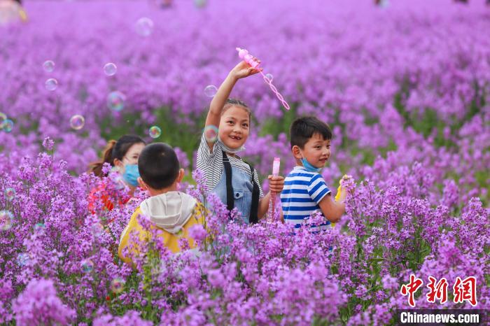 新疆ウイグル自治區(qū)昌吉回族自治州フトビ県園戸村鎮(zhèn)和荘村の嘉泰農(nóng)業(yè)博覧園にあるハナダイコンの花畑で遊ぶ子供（撮影?陶維明）。