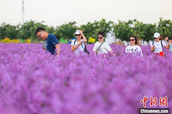 新疆フトビのハナダイコンが満開(kāi)　観光客を誘う花の海