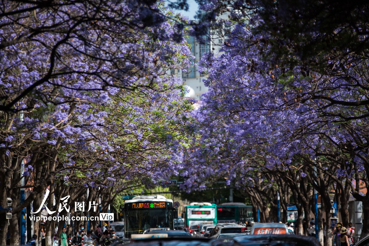 満開のジャカランダ（撮影?李明/寫真著作権は人民図片が所有のため転載禁止）。