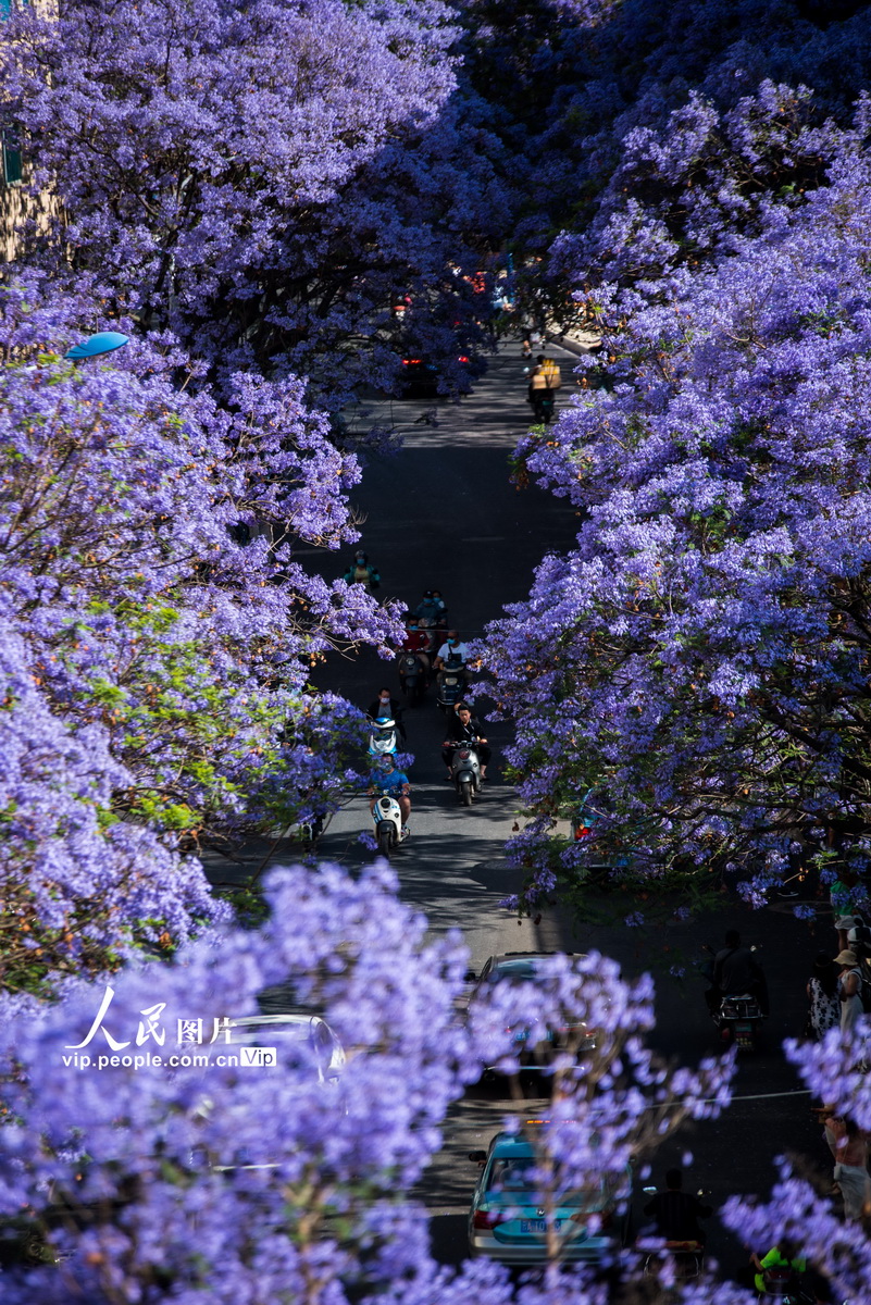 「春城」の通りを埋める満開のジャカランダ　雲(yún)南省昆明市