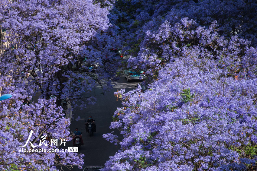 「春城」の通りを埋める満開のジャカランダ　雲(yún)南省昆明市