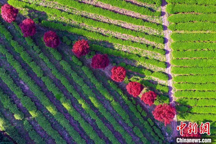 真っ赤なモミジの幻想的な景色広がる浙江省寧波の四明山