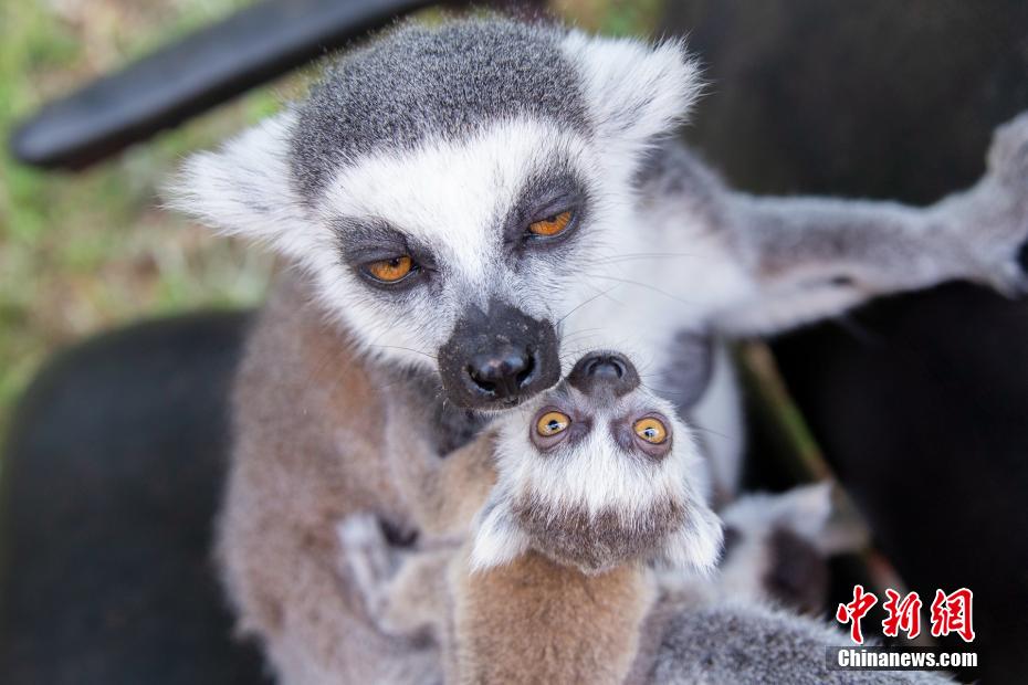 赤ん坊を抱き日光浴するワオキツネザルの母子（撮影?王成傑）。