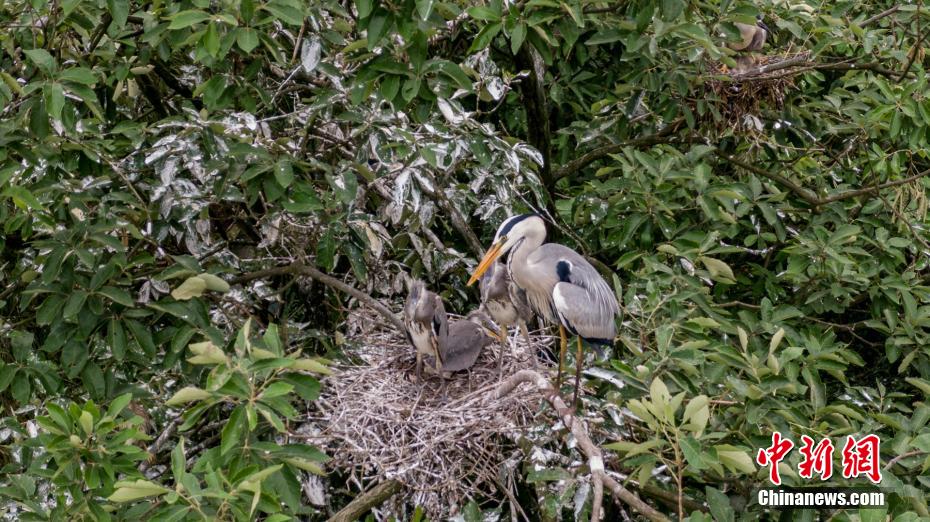 「母の日」の動(dòng)物園は母子の愛(ài)情溢れるシーンがいっぱい　重慶