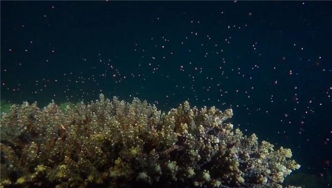 サンゴの大規(guī)模産卵、ボランティアが4日間の張り込みで撮影に成功