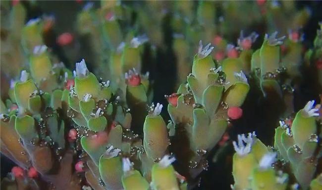 サンゴの大規(guī)模産卵、ボランティアが4日間の張り込みで撮影に成功