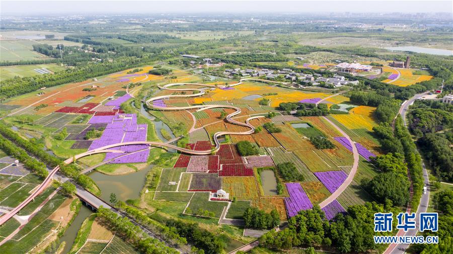 大地を彩る「パッチワークの花畑」　江蘇省宿遷