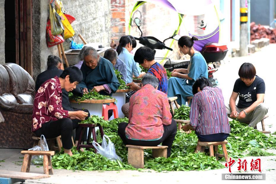 福建畭村の変遷記　村を飾り立て、観光客迎える