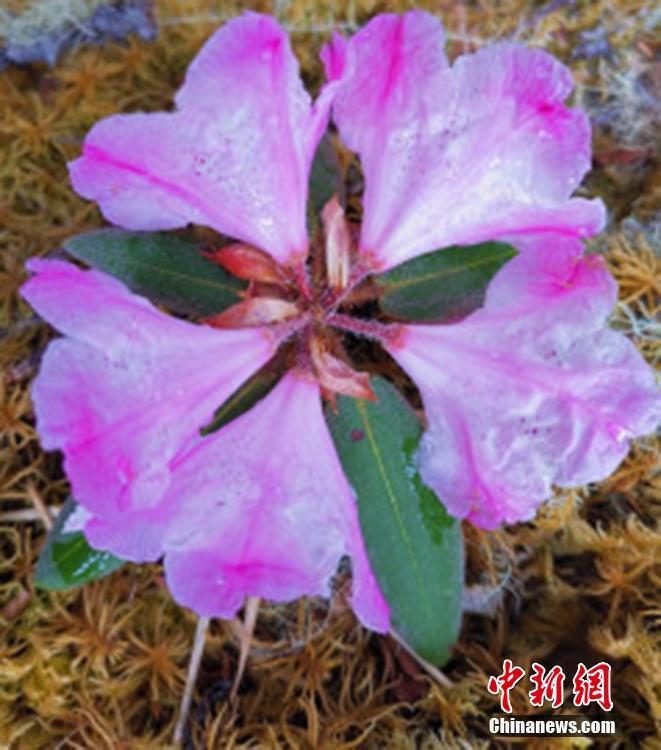 中國人研究者が「野生絶滅種」とされていたツツジ「枯魯杜鵑」を発見！