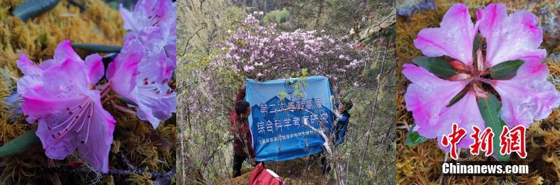 中國人研究者が「野生絶滅種」とされていたツツジ「枯魯杜鵑」を発見！