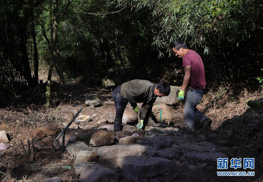 茶葉を運んだ交易路「茶葉古道」の修復進む　四川省