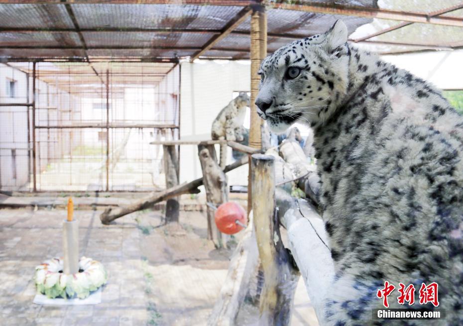 ユキヒョウの「雙子姉妹」が満一歳に　青海省西寧市