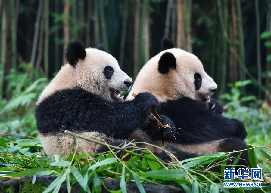 5月27日、竹の御馳走を與えられたパンダの「婷仔（ティンザイ）」と「隆仔（ロンザイ）」（撮影?劉大偉）。