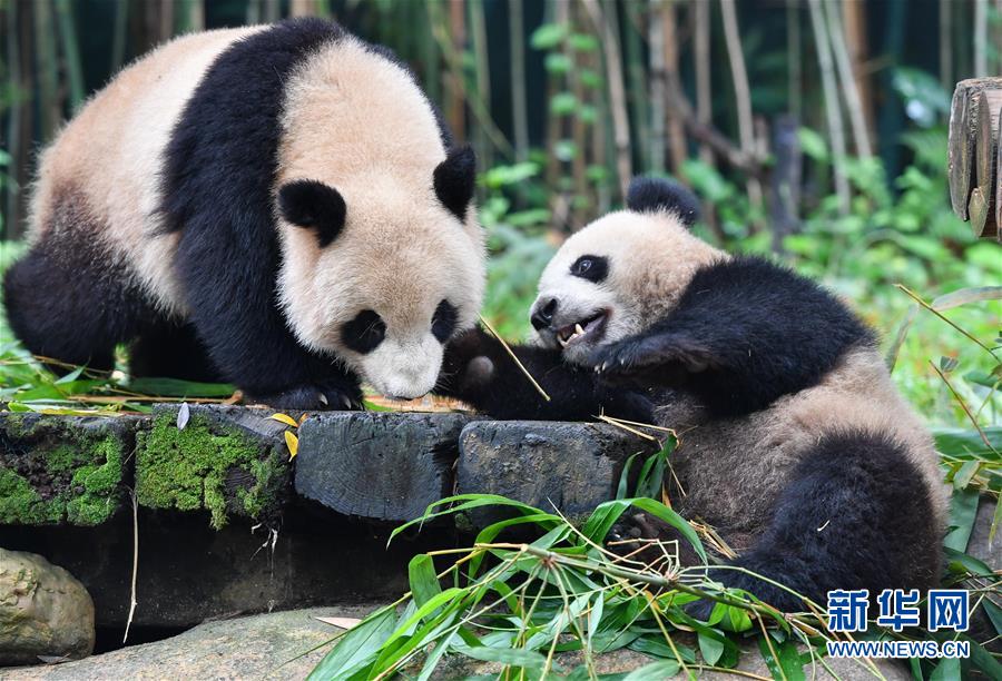 私の竹、取られました！まるで飼育員に訴えるようなパンダの仕草がカワイイ！