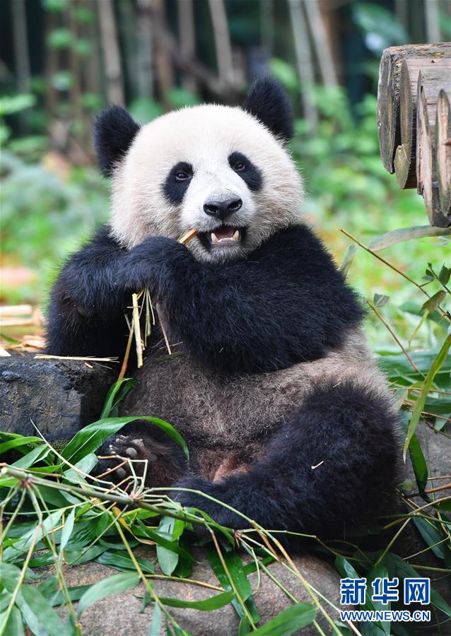 私の竹、取られました！まるで飼育員に訴えるようなパンダの仕草がカワイイ！