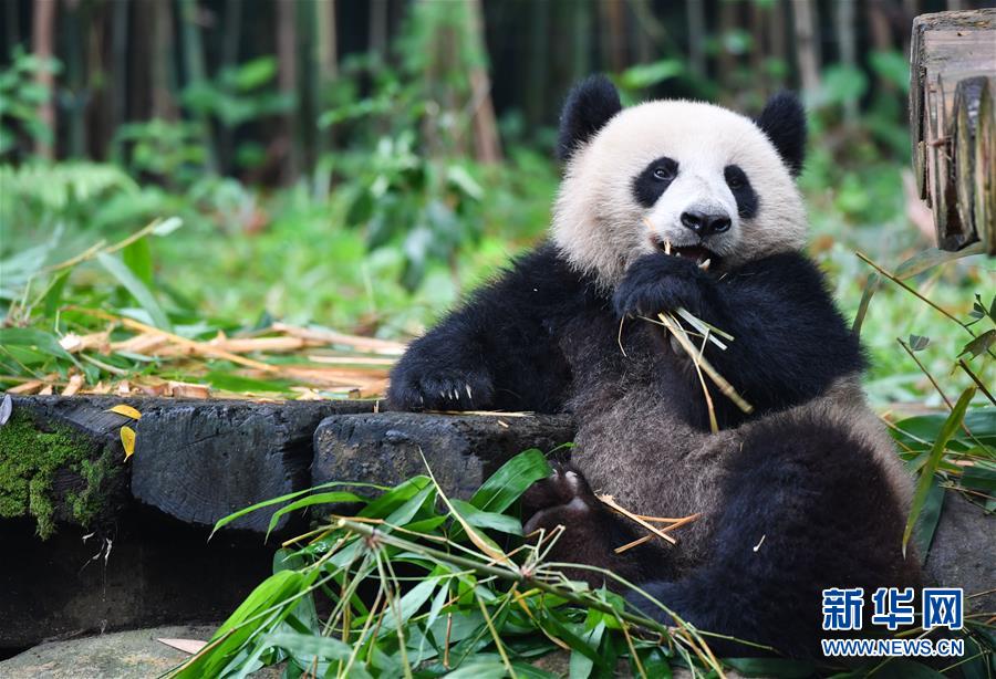 私の竹、取られました！まるで飼育員に訴えるようなパンダの仕草がカワイイ！