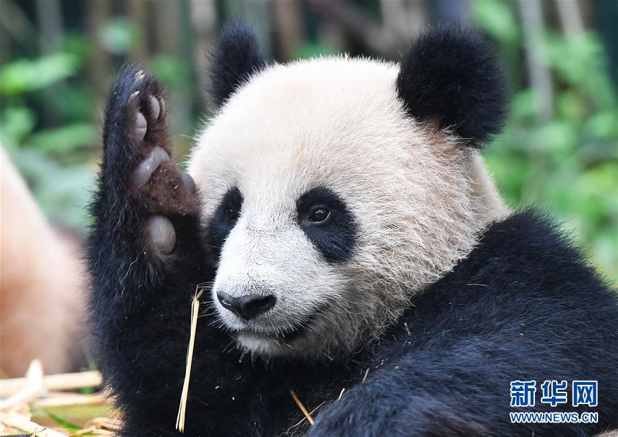 私の竹、取られました！まるで飼育員に訴えるようなパンダの仕草がカワイイ！