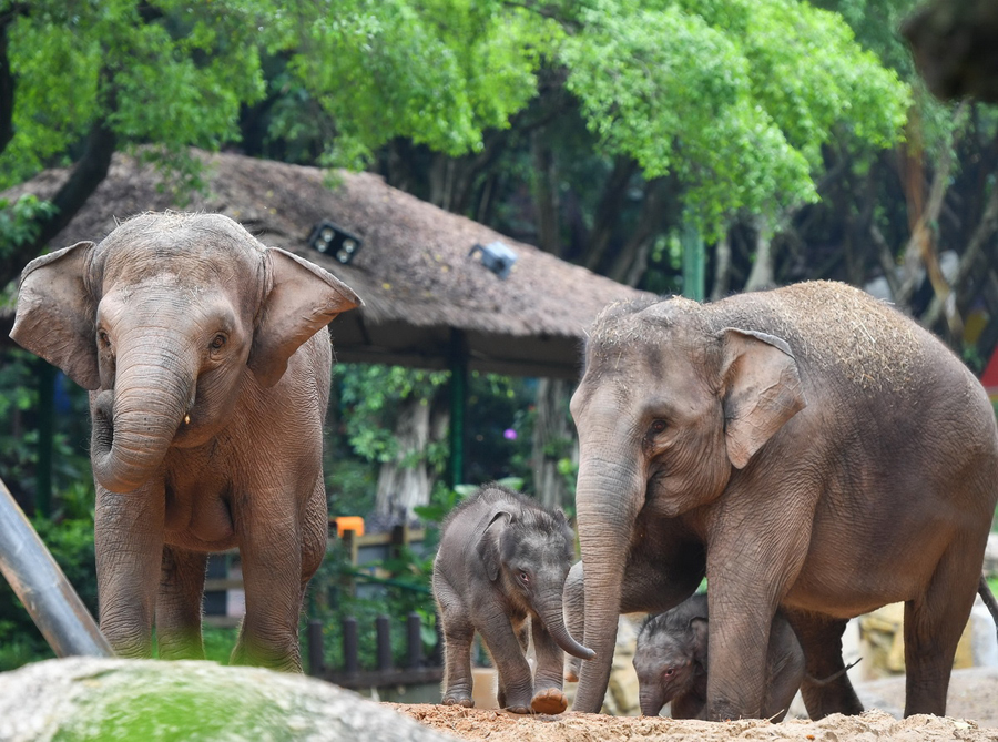 広州長隆野生動(dòng)物世界、アジアゾウ一家にニューフェイス加わる　広東省