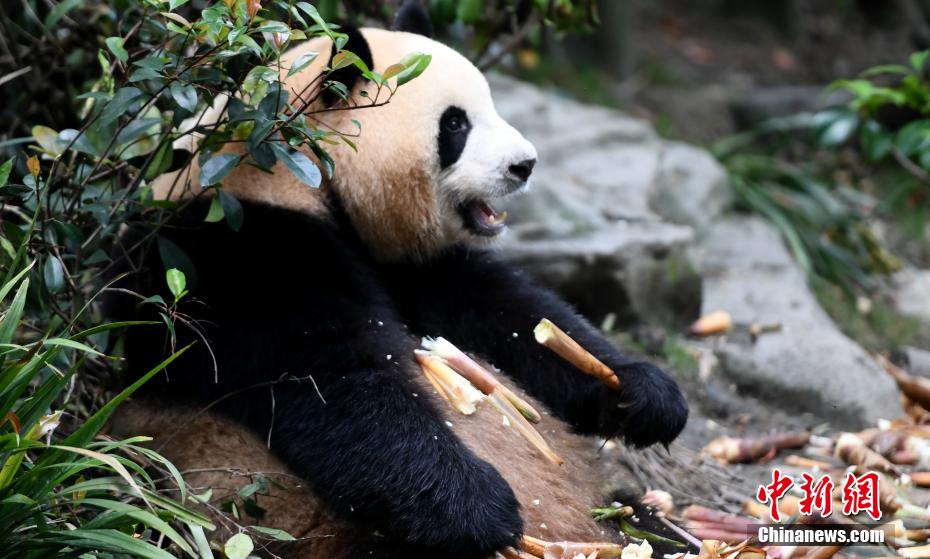 夏の光の下、可愛(ài)さ溢れるパンダたち　四川省成都