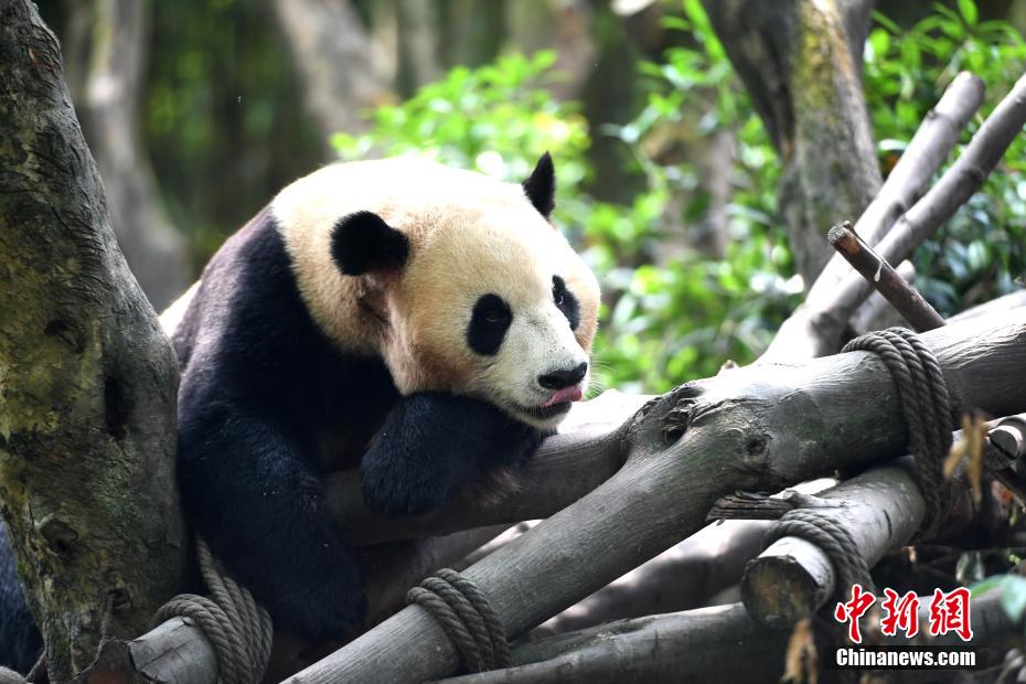 夏の光の下、可愛(ài)さ溢れるパンダたち　四川省成都