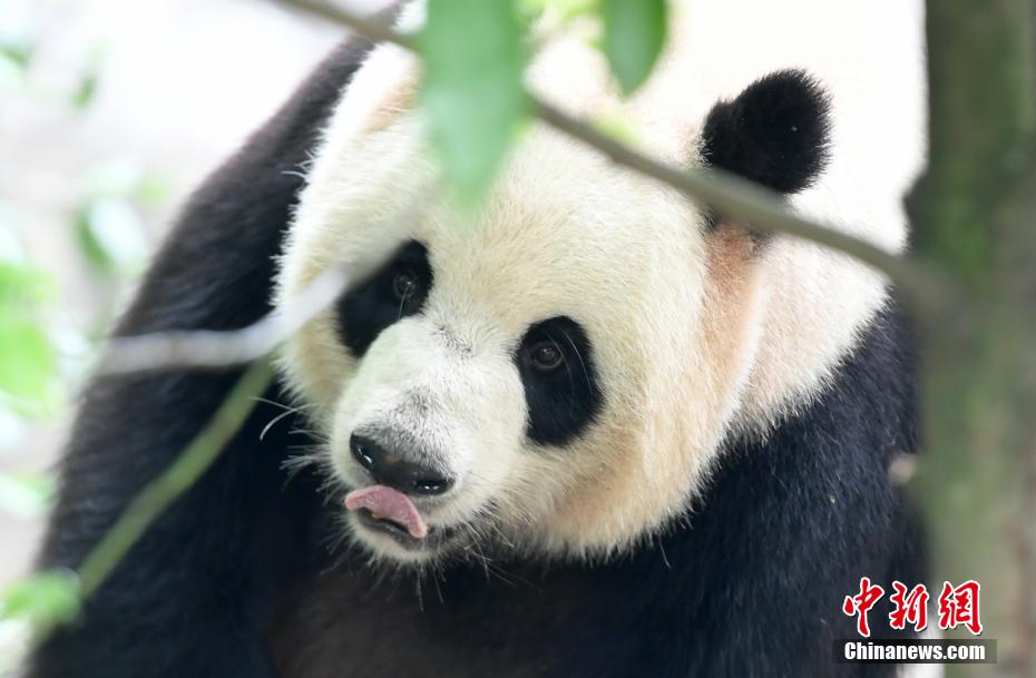 夏の光の下、可愛さ溢れるパンダたち　四川省成都