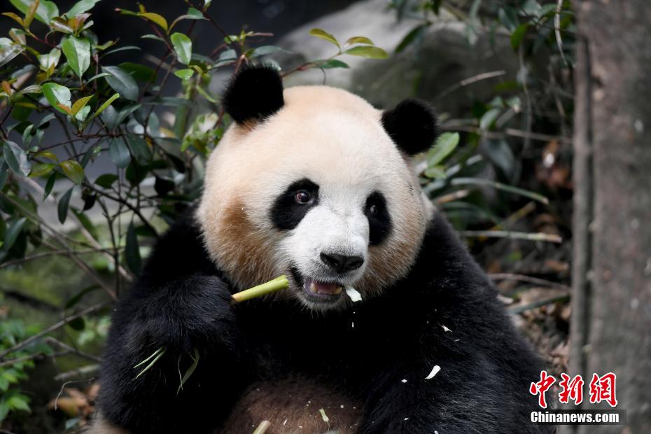 夏の光の下、可愛さ溢れるパンダたち　四川省成都