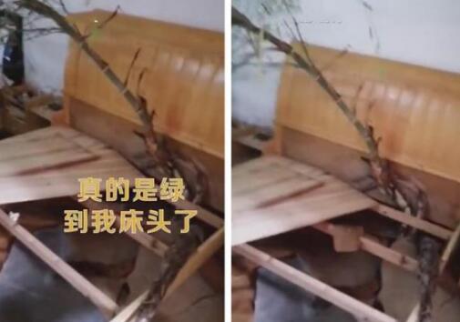 4ヶ月ぶりに帰宅したら、ベッドから竹が伸び放題　湖北省