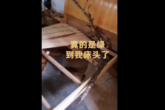 4ヶ月ぶりに帰宅したら、ベッドから竹が伸び放題　湖北省