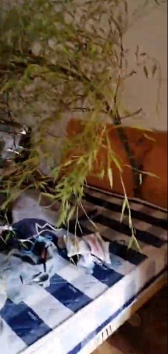 4ヶ月ぶりに帰宅したら、ベッドから竹が伸び放題　湖北省