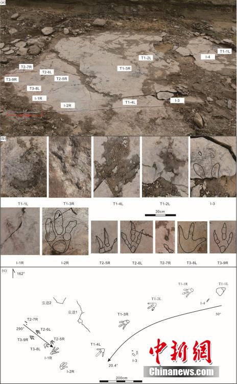 中國科學(xué)院チームが新疆ジュンガル盆地で世界最大の恐竜足跡化石を発見