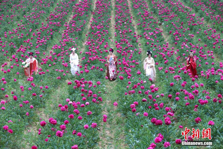 立てば芍薬、座れば牡丹？漢服姿の女性たちが河南欒川の牡丹畑で寫真撮影