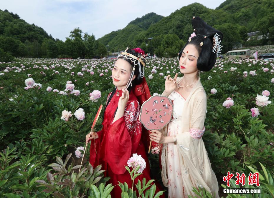 立てば芍薬、座れば牡丹？漢服姿の女性たちが河南欒川の牡丹畑で寫真撮影