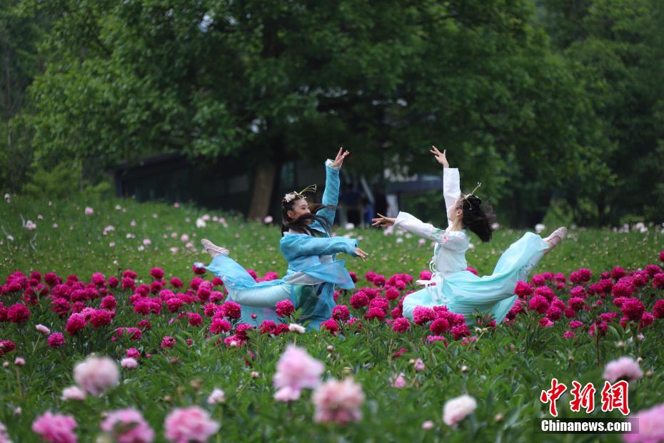 立てば芍薬、座れば牡丹？漢服姿の女性たちが河南欒川の牡丹畑で寫真撮影