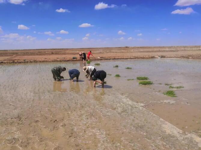袁隆平氏のチーム、チベット高原で海水稲を栽培