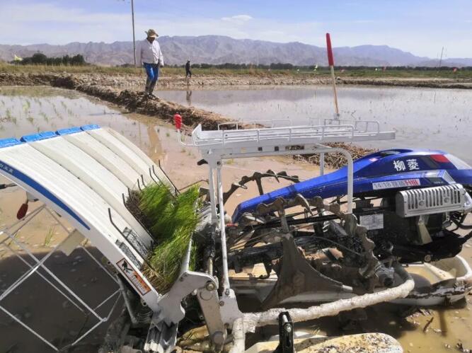 袁隆平氏のチーム、チベット高原で海水稲を栽培