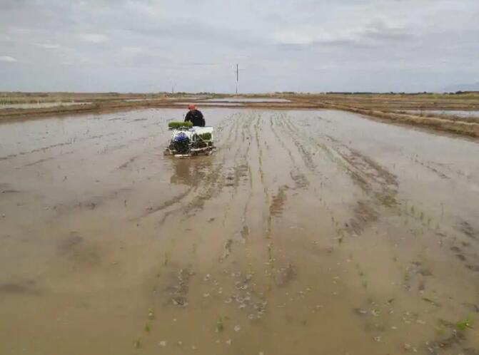 袁隆平氏のチーム、チベット高原で海水稲を栽培