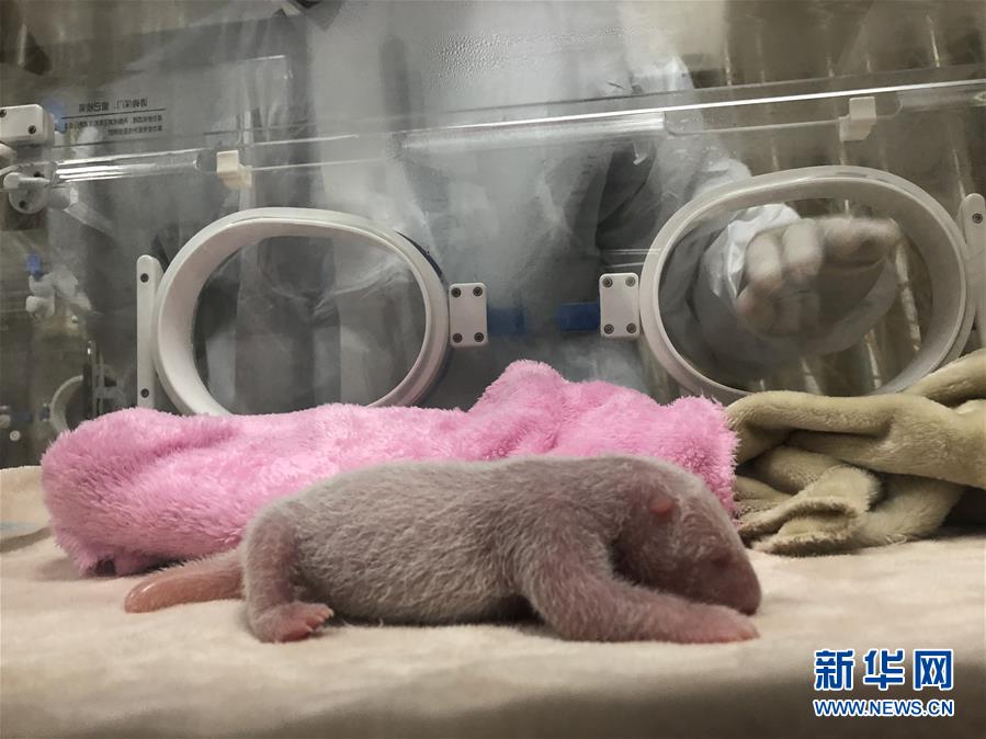 219グラム！成都パンダ基地で最重量の赤ちゃん誕生！