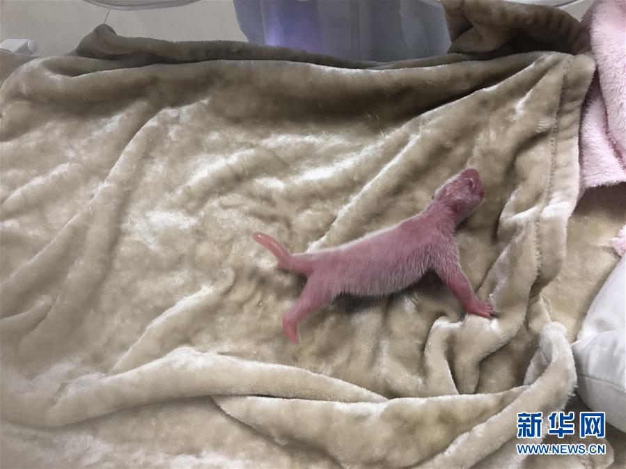 219グラム！成都パンダ基地で最重量の赤ちゃん誕生！