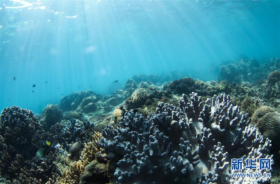 海南省三亜に中國初の「熱帯海洋牧場」の原型ほぼ出來上がる