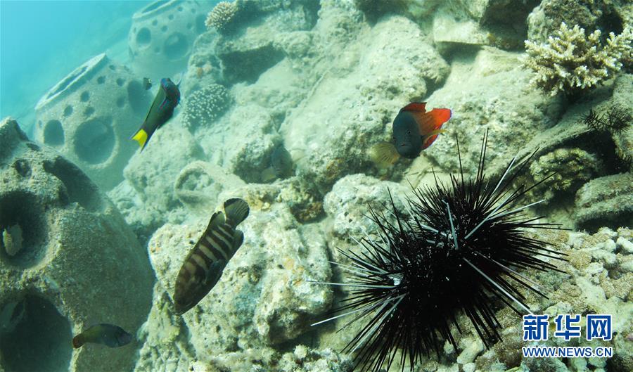海南省三亜に中國初の「熱帯海洋牧場」の原型ほぼ出來上がる