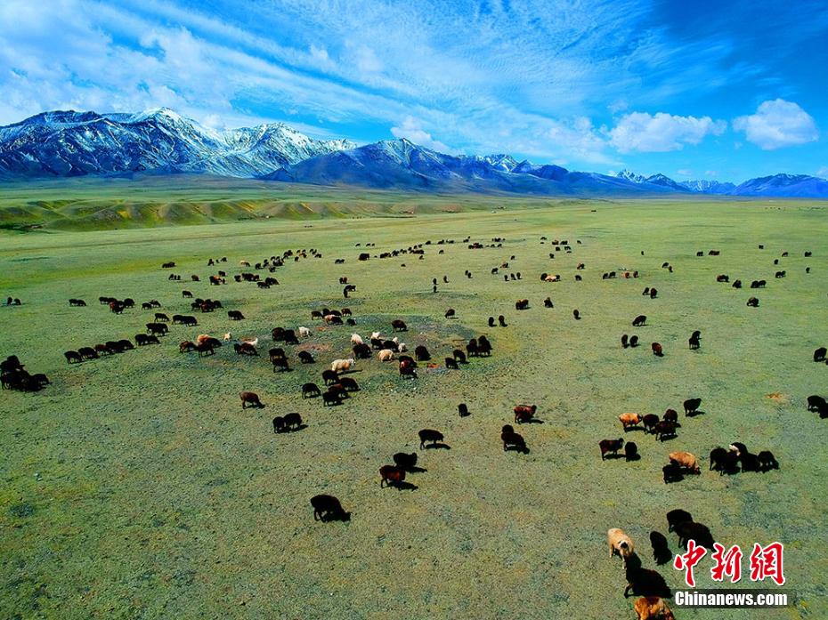 さわやかな夏の草原広がる新疆ウイグル自治區(qū)トクスン県