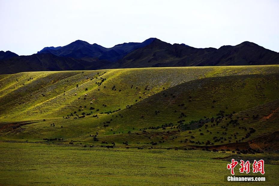 さわやかな夏の草原広がる新疆ウイグル自治區(qū)トクスン県