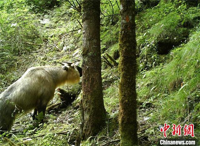 國(guó)家一級(jí)保護(hù)動(dòng)物「ターキン」の撮影に初めて成功　四川省北川