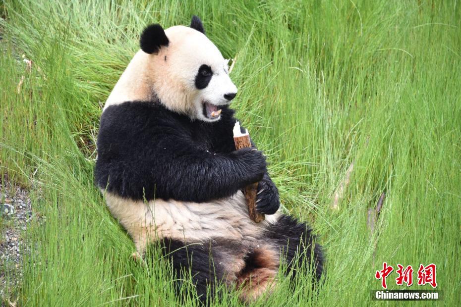 四川省の九寨溝パンダ園が開園　パンダ4頭が正式にお目見え