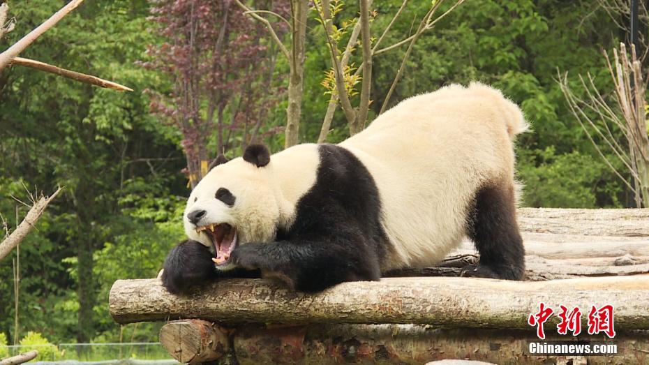 四川省の九寨溝パンダ園が開園　パンダ4頭が正式にお目見え