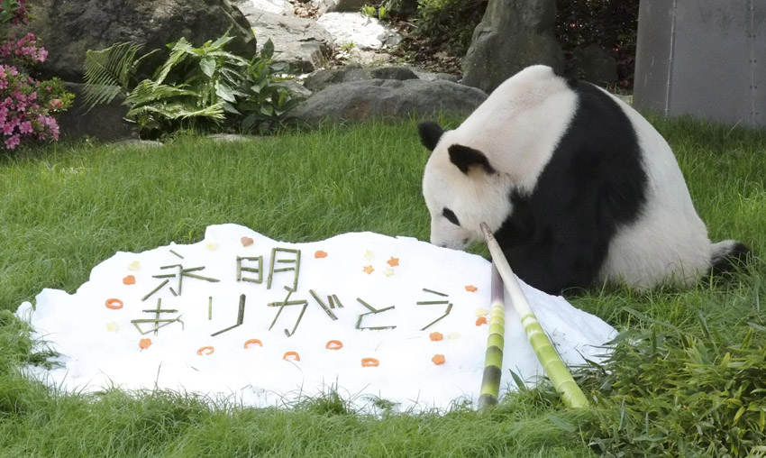 ジャイアントパンダ「永明」と父の日の特製グリーティングカード（寫真著作権はCFP視覚中國が所有のため転載禁止）。